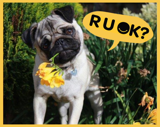 Photo of Albert the Put with his head cocked and yellow flowers in his mouth, and a speech bubble saying 